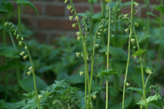 Tellima grandiflora bestellen